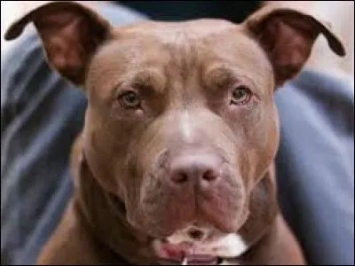 Que dit-on à un pitbull qui s'excite en vous prenant la jambe entre ses pattes ?