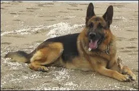 Quelle est la race de ce chien ?