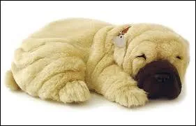 Quelle est la race de ce chien ? (choisir la bonne orthographe)