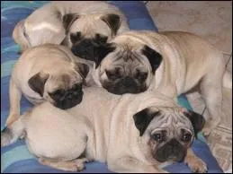 Ces chiots sont des :