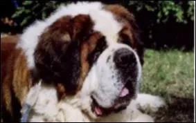 Quelle est la race de ce chien ?