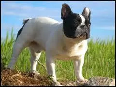 Quelle est la race de ce chien ?