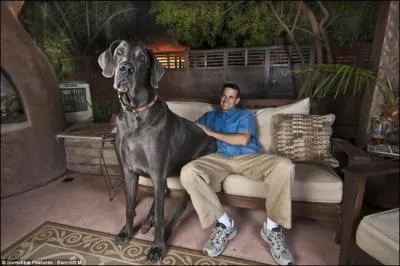 Quelle est la race de ce chien ?