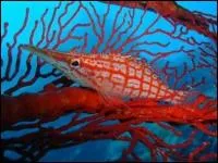 Quel est ce poisson qui, comme l'indique son nom, n'est pas si bte ?