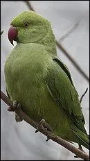 Quel est ce bel oiseau ?