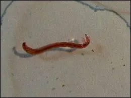 On peut le pcher les pieds dans l'eau, en remuant le fond !