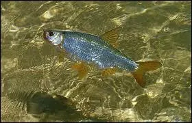 Il s'en rgale, le moustachu !