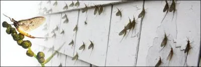 On peut la prendre avec sur une rivire de premire catgorie !