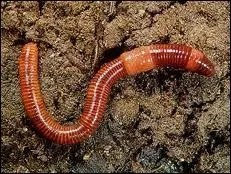 Elle aime tellement a que si vous le baladez devant son trou, elle sort !