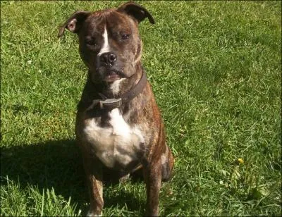 Quelle est cette race ?