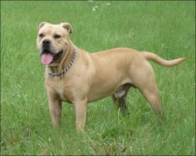 Quelle est cette race ?