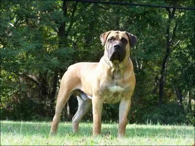 Quelle est cette race ?