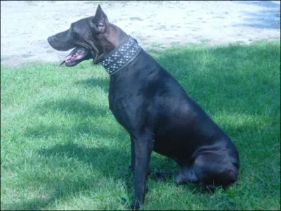 Quelle est cette race ?