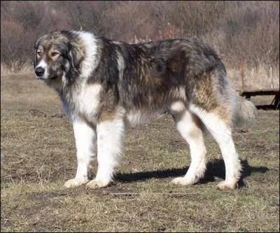 Quelle est cette race ?