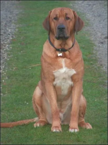 Quelle est cette race ?