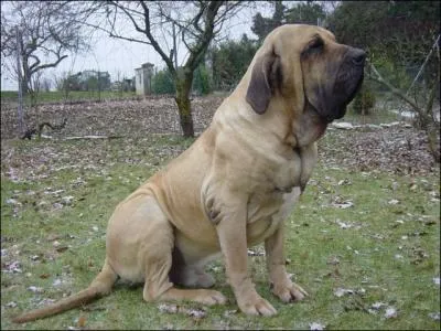 Quelle est cette race ?