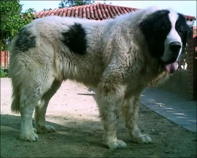 Quelle est cette race ?