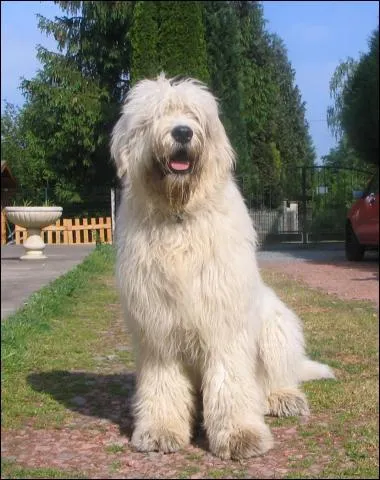 Quelle est cette race ?