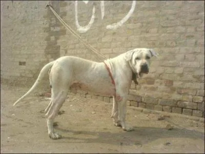 Quelle est cette race ?