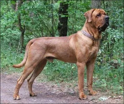 Quelle est cette race ?