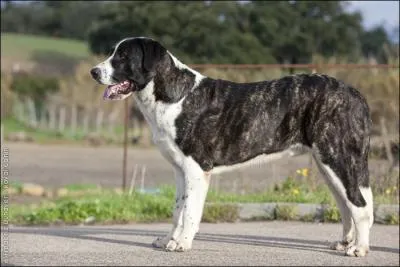 Quelle est cette race ?