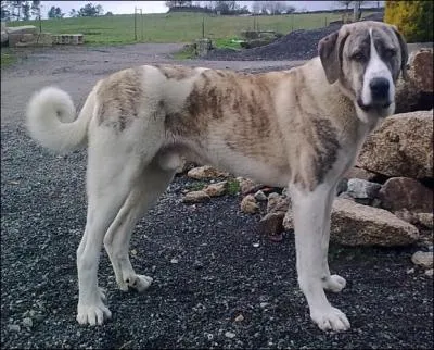 Quelle est cette race ?