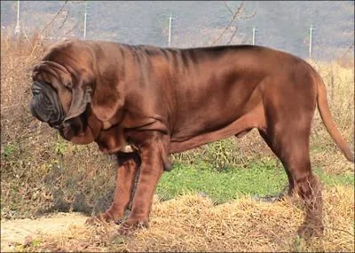 Quelle est cette race ?