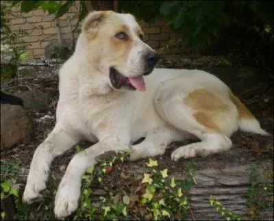 Quelle est cette race ?