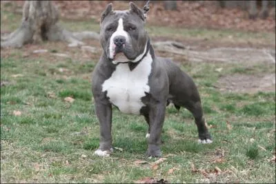 Quelle est cette race ?