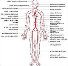 Savez-vous quelle est la plus grosse artère de notre corps ?