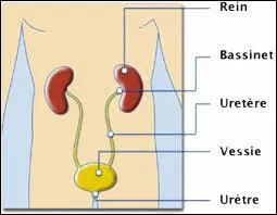 L'organe qui filtre le sang et excrte les dchets de l'organisme sous forme d'urine est :