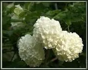 Que sont ces fleurs ?