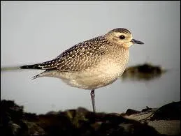 Quel oiseau chassier migrateur arrive en Europe occidentale au moment des pluies en automne et au printemps ?