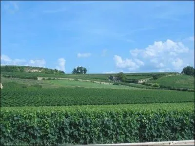 Le vin Chteau Anglus est un :