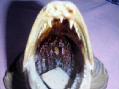 Naturalise, cette tte de ...