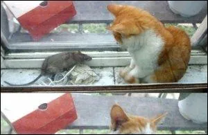 Dans 'Le chat et le rat' de Lafontaine, comment les deux animaux se nomment-ils ?