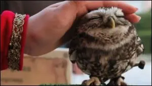 Mais quel est donc cet oiseau ?