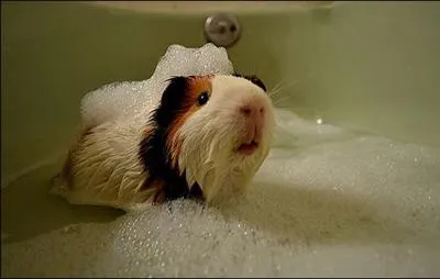 Mignon et affectueux, mais galement goteux ...