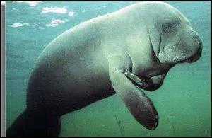 Un mammifre beaucoup moins connu que les autres !