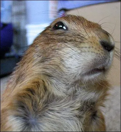 Qu'est-ce qu'il a, qu'est-ce qu'il fait, qui c'est celui-l ?