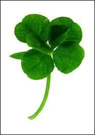 Quel(s) autre(s) mot(s) peut-on former avec 'trfle' ?