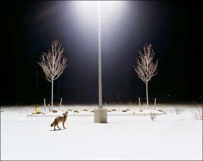 Le chien et le loup le font !