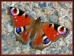 Dans le langage familier, que signifie 'se prendre un papillon' ?