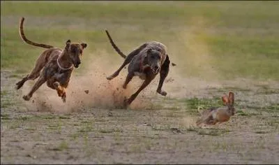 Des lvriers, d'accord, mais lesquels ?