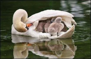 Pas noir et pourtant c'est ...