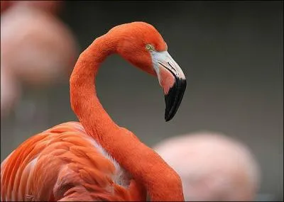 Dans les grands lacs africains, les flamants se sont dcouvert un nouveau prdateur !