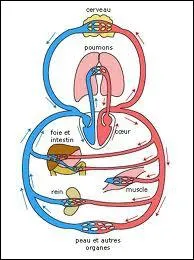 Au niveau du coeur, l'artre aorte est connecte