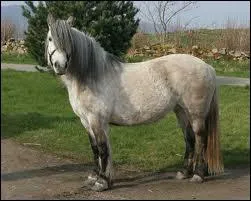 Quelle est cette race de poney ?