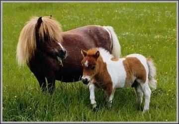 Quelle est cette race de poney ?