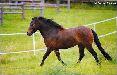 Quelle est cette race de poney ?